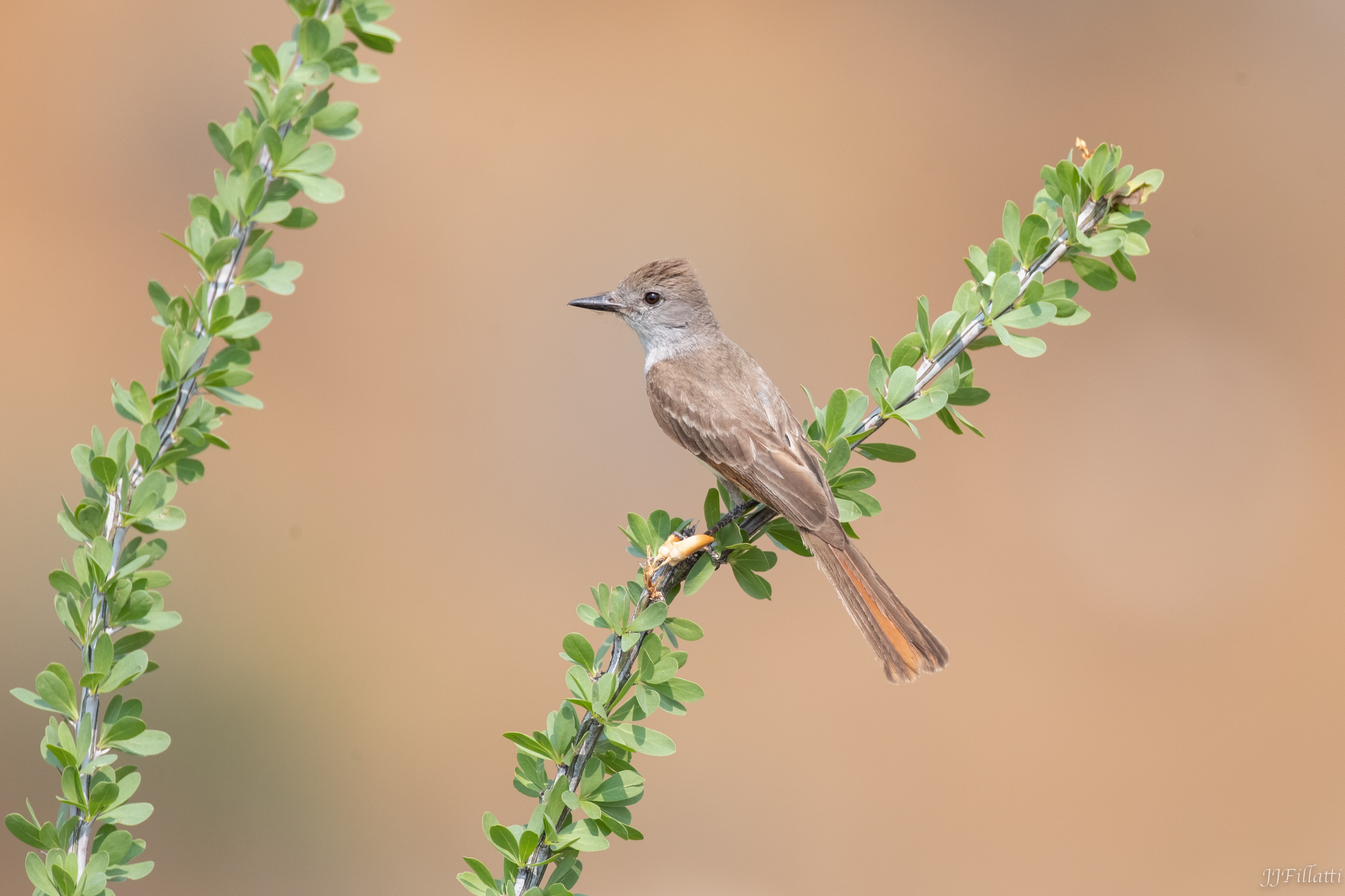 bird of arizona image 30